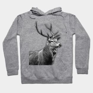 The Highland Stag Hoodie